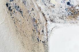 Why You Should Choose Our Mold Remediation Services in Gilman, IL